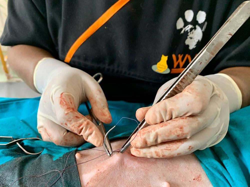 Figure 31 - Bites taken perpendicular to the skin, in the dermal layer.