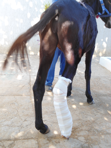 Figure 1 — A modified Robert-Jones bandage with a caudal splint made from a plank of wood was taped to this horse, supporting a distal limb fracture.
