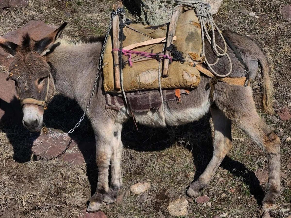 Figure 2 Fixed wooden pack saddle, note hand stitching of the padding and a breeching and tail strap