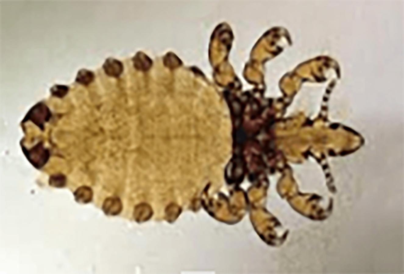 Figure 4 Haematopinus asini; the biting louse. Note the pointed head and mouth parts