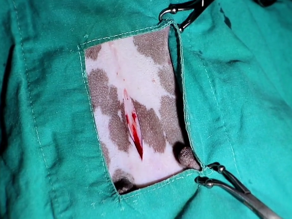 Figure 1 — Spay wound site with initial bleeding.