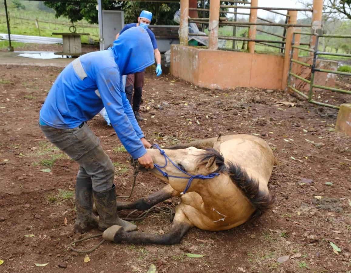 Figure 7 Ideally one person supports the horse as it recovers, but having an assistant nearby is safer and they can support the tail of the horse if required. Free recovery is only suitable for an enclosed padded anaesthetic box.