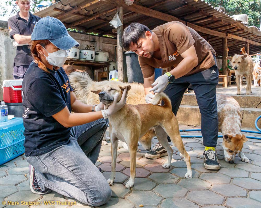 Figure 5 - Handler distracts the dog, whilst the clinician injects. This works for friendly, relaxed dogs.