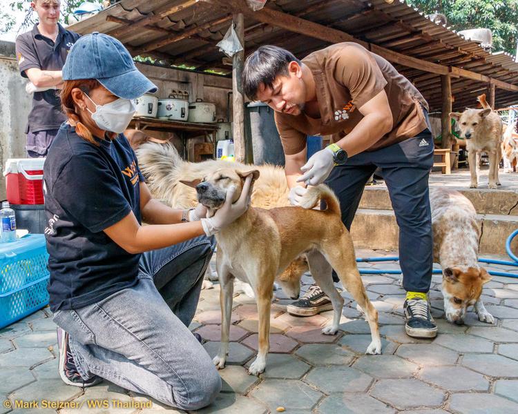 Handling for injection | Learn | WVS Academy