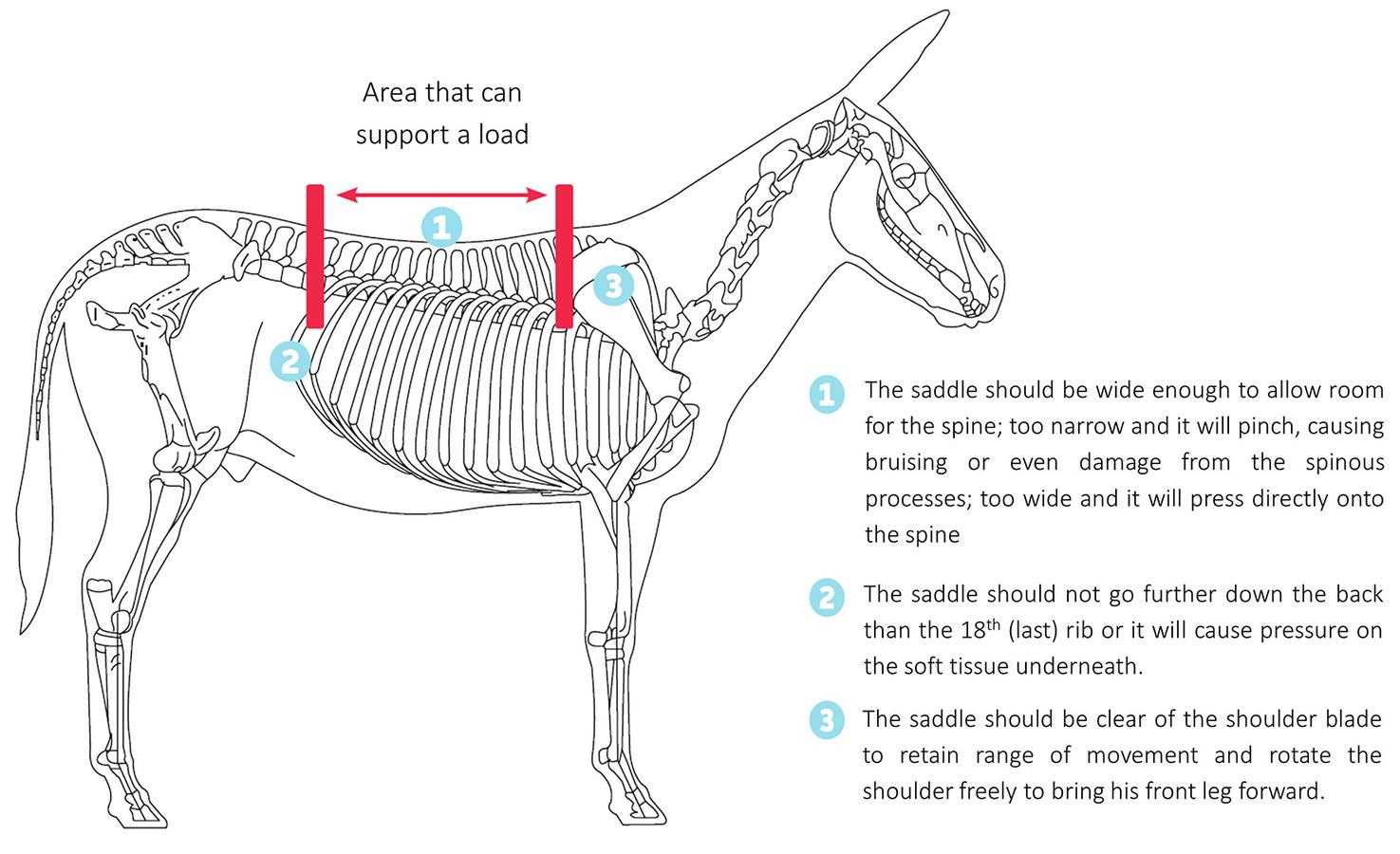Figure 10 From The Donkey Sanctuary’s publication on making a pack saddle; open access link here