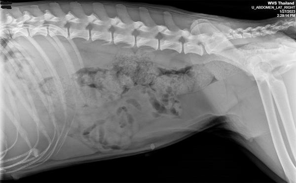 Abdominal Radiography