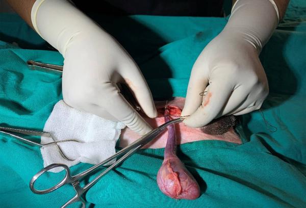 Canine Castration