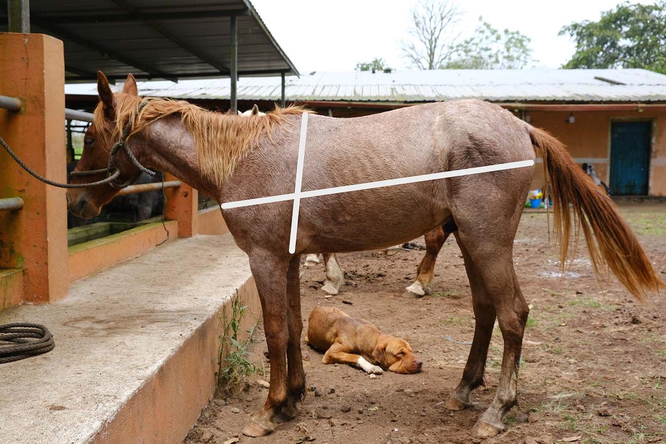 Figure 5 The sites to take weight measurements: heart-girth is taken behind the elbow and around the withers, length is taken from the point of shoulder to the point of buttock (tuber ischii)