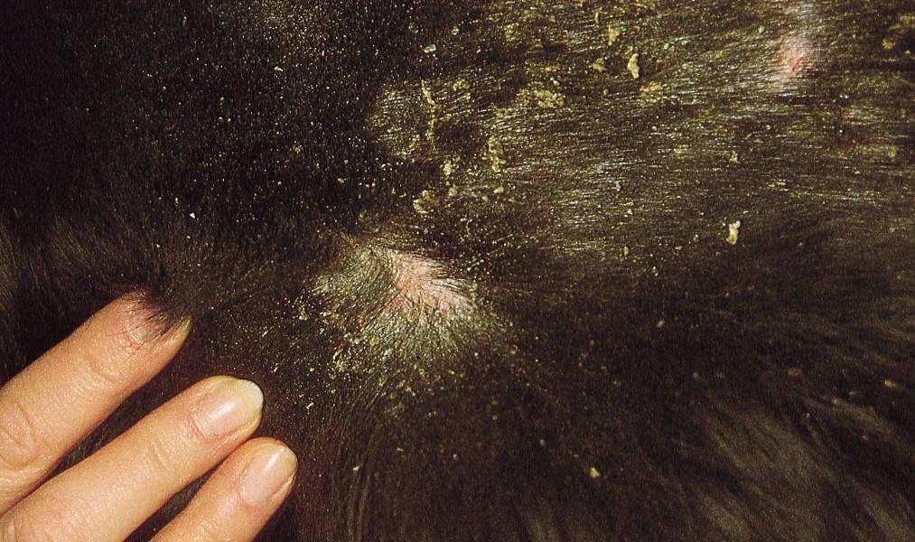 Figure 1 - Loose scale and dandruff typically seen with Cheyletiella infestation. The white specs can be seen moving on close inspection, giving rise to the name 'walking dandruff' characteristic to the mite.