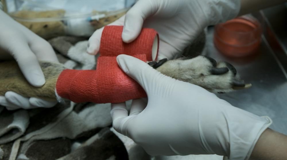 Figure 2 - Pressure bandage application to stop bleeding. As a general rule, try not to leave on for more than 20 minutes to avoid restricting blood flow.