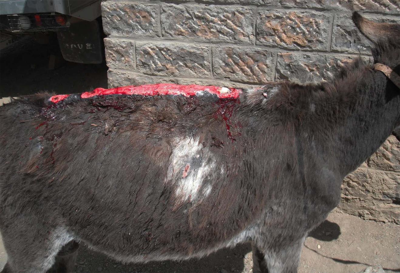 Figure 11 Severe wounds along the dorsal spine of a donkey in Ethiopia