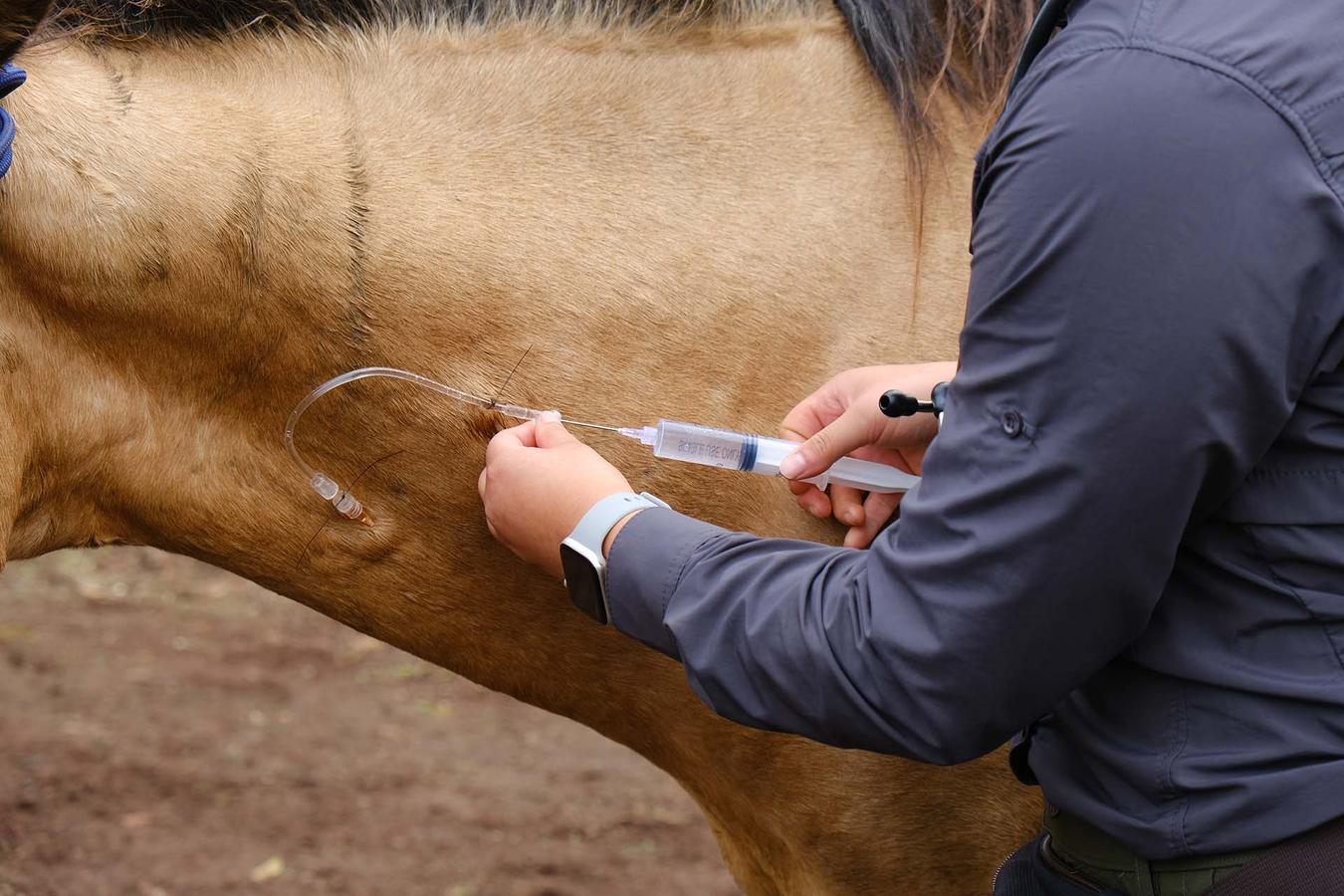 Figure 3 Induction proceeds though the intravenous catheter when the horse/donkey is sufficiently relaxed.