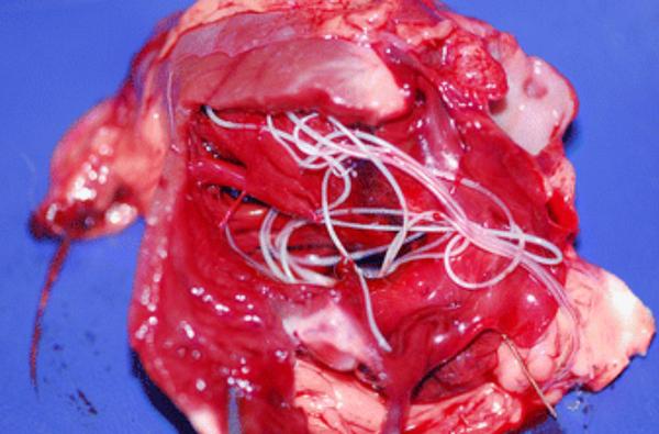 Heartworm