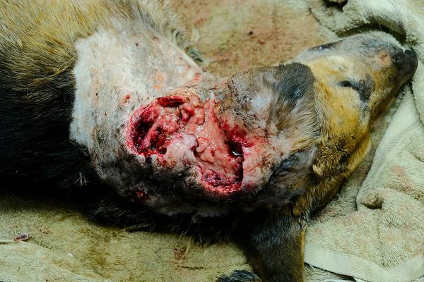 Wound Management