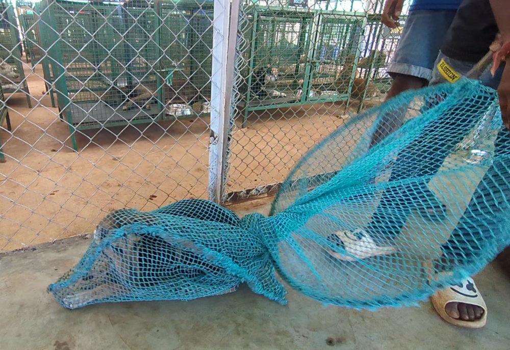 Figure 6 - Net gently twisted to secure it shut, ensuring the dog is snugly restrained within it.  