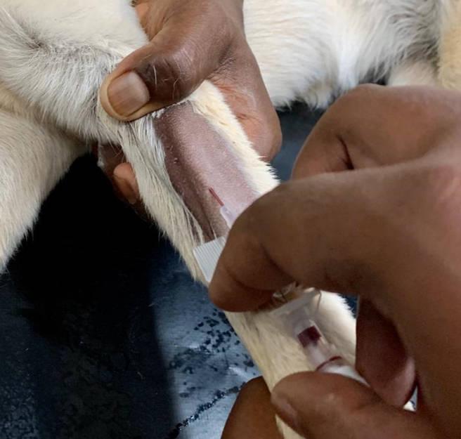 Figure 6 - Dexterity and a steady hand are needed to stabilise the stylet hub whilst pushing the catheter sheath forward, into the vein.