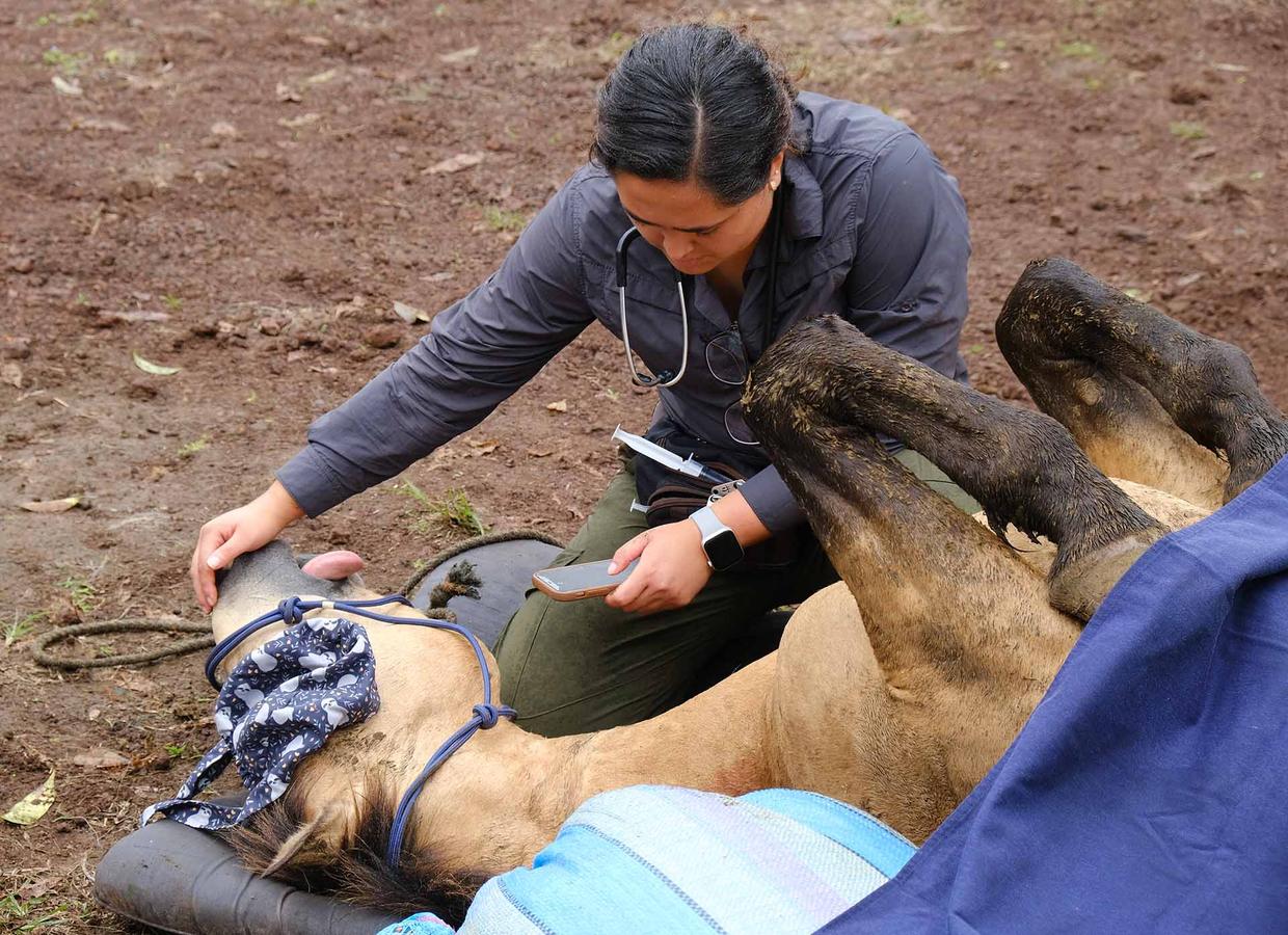 Figure 6 Note that the horse’s upper eye is covered and the anaesthetist is checking for airflow and respiratory rate as part of intra-operative monitoring