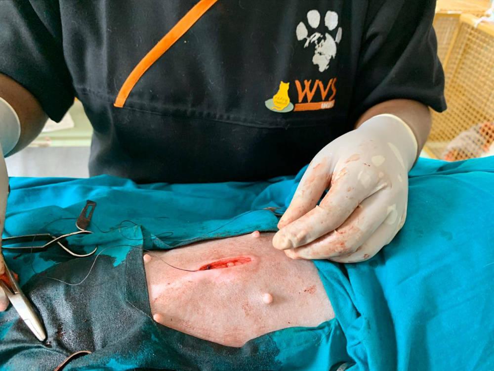 Figure 30 - Trim the free end, leaving the suture material attached to the needle for the intradermal layer.