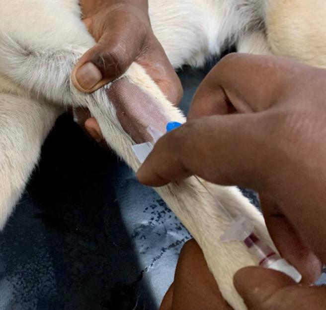 Figure 7 - Once the catheter has been fully inserted into the vein, the assistant can stop raising. If they move their hand to occlude the vein over the location where the catheter is placed, it will reduce the back-flow of blood when the stylet is removed.