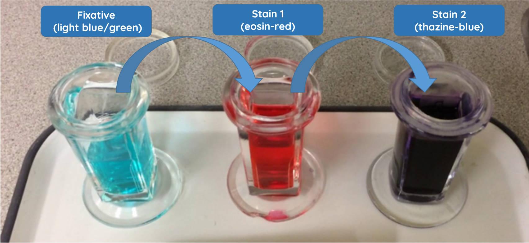Staining a blood smear | Learn | WVS Academy