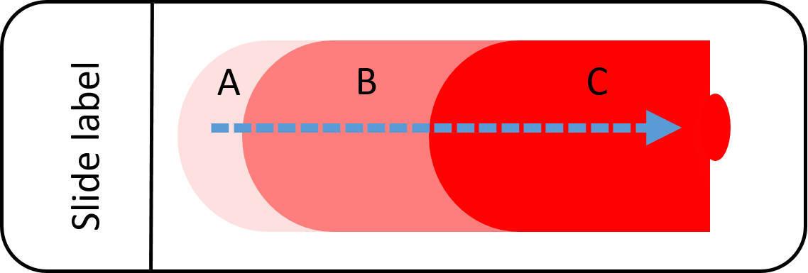 Figure 6 — Assessment of RBC numbers starting at the feathered edge (A), moving through the monolayer (B) and into the body (C)