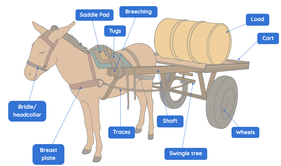 Figure 5 Parts of a cart harness