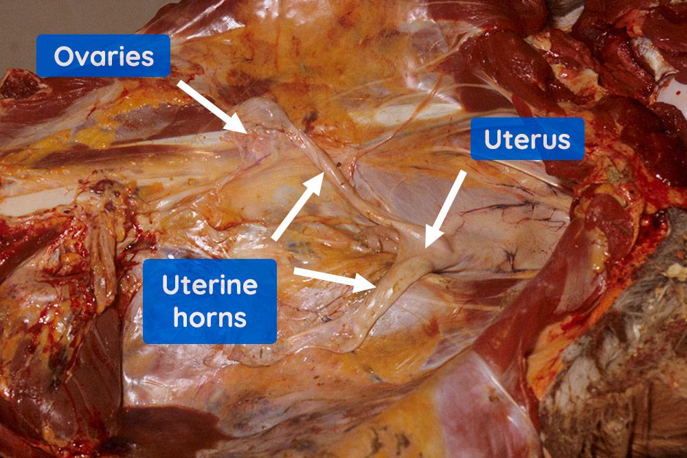 Figure 9 — Ovaries, uterus and horns