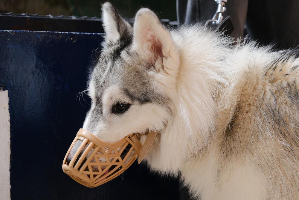 Figure 1 - Box muzzle placed and fastened behind dog’s ears