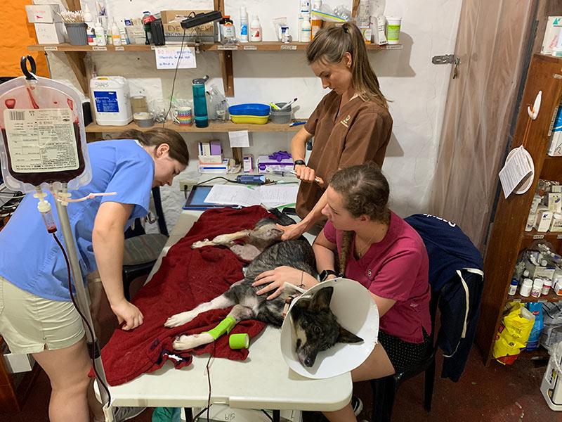 a dog receiving treatment