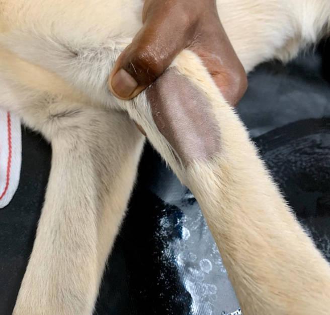 Figure 3 - Raising the vein builds pressure in the distal portion of the vessel, distending it slightly and making it easier to catheterise.