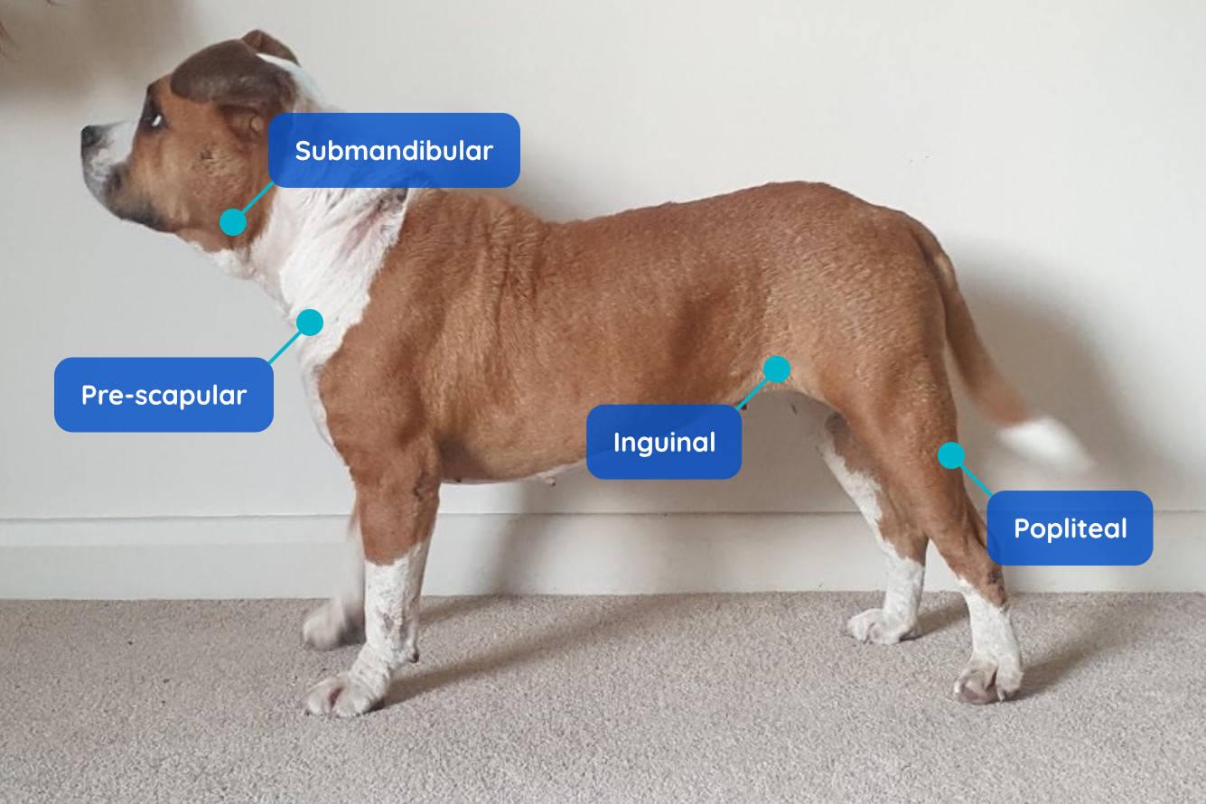 Figure 5 - Location of common, palpable lymph nodes.
