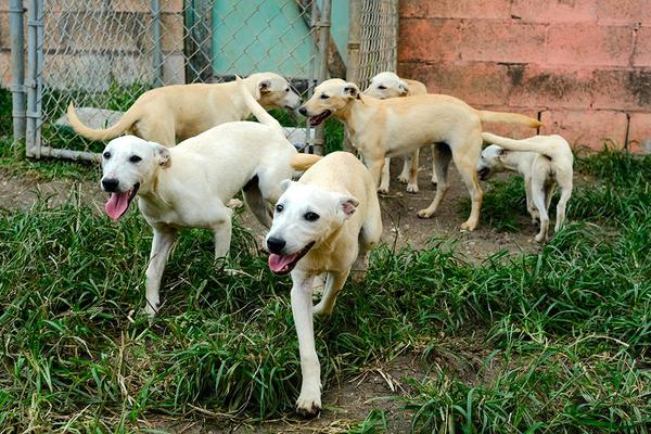 Dog Population Management