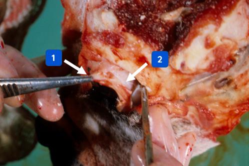 Figure 1 — Removing an eye (initial dissection)