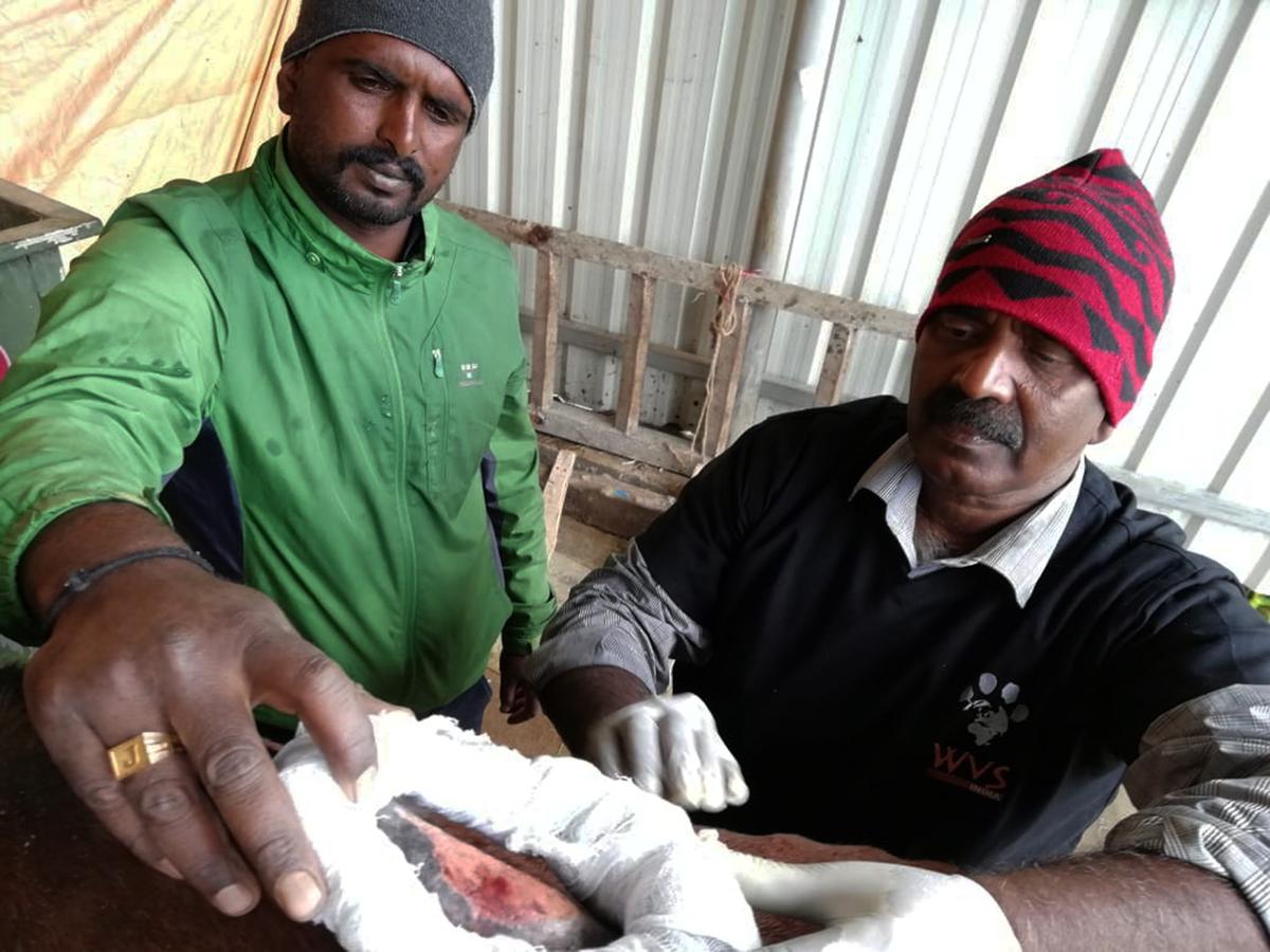 Figure 15 A ‘doughnut ‘ of padding is created around the wound to alleviate pressure and allow the wound to heal while the equine continues to work