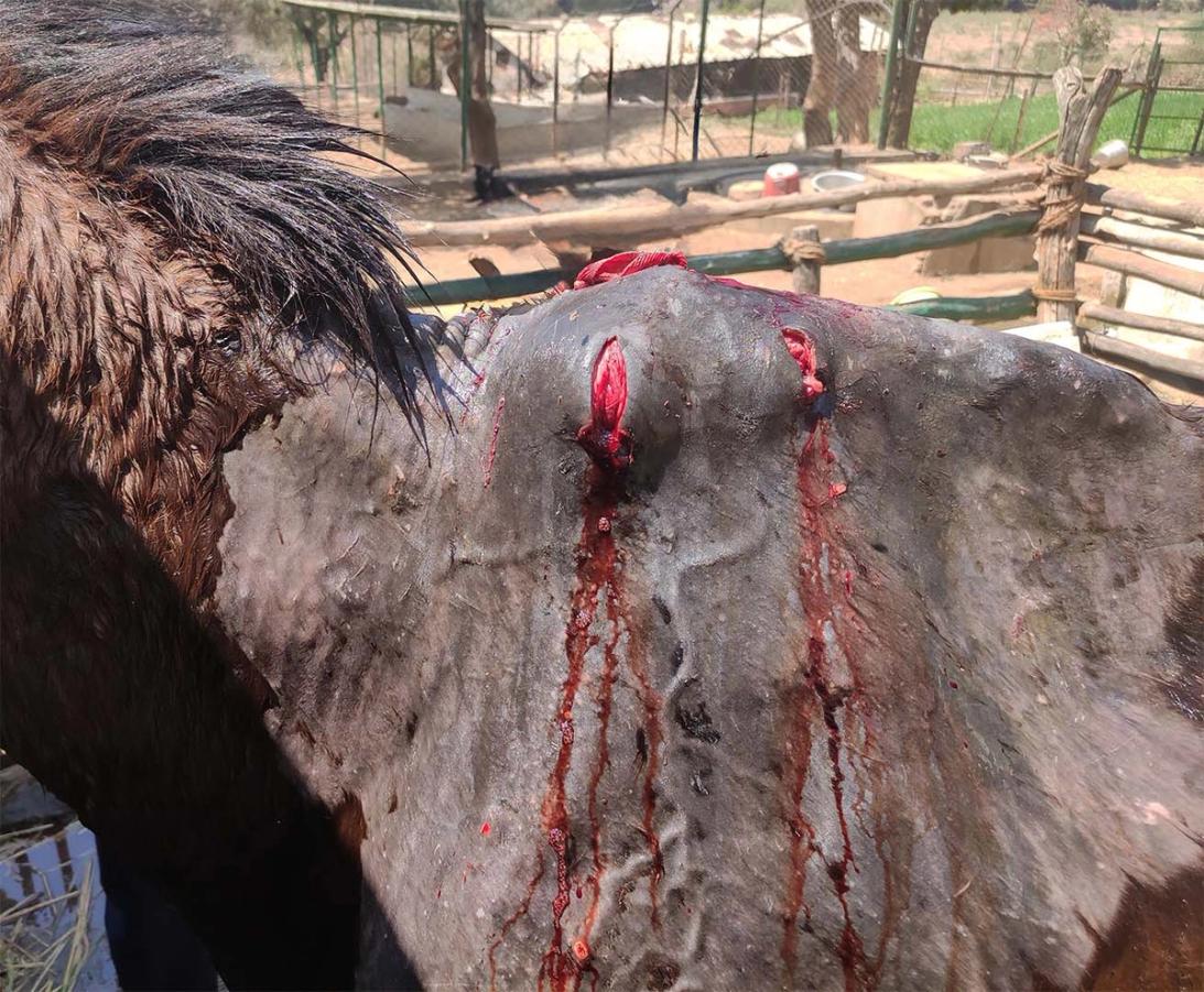 Figure 12 Fistulous withers, secondary to poorly fitting pack saddle injuries
