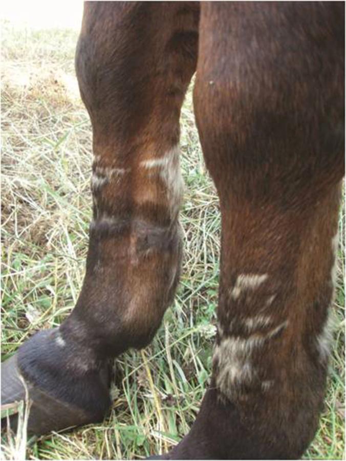 Figure 2 Chronic damage to the flexor tendons and skin scarring secondary to hobble use