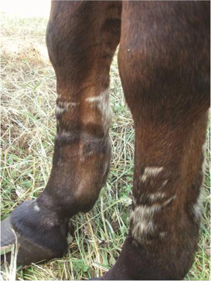 Figure 2 Chronic damage to the flexor tendons and skin scarring secondary to hobble use