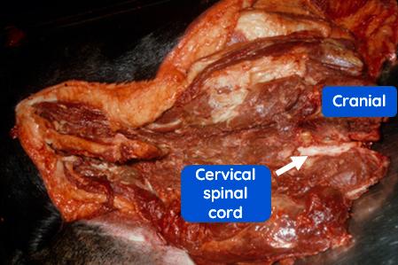 Figure 3 — Exposing the spinal cord on the left side