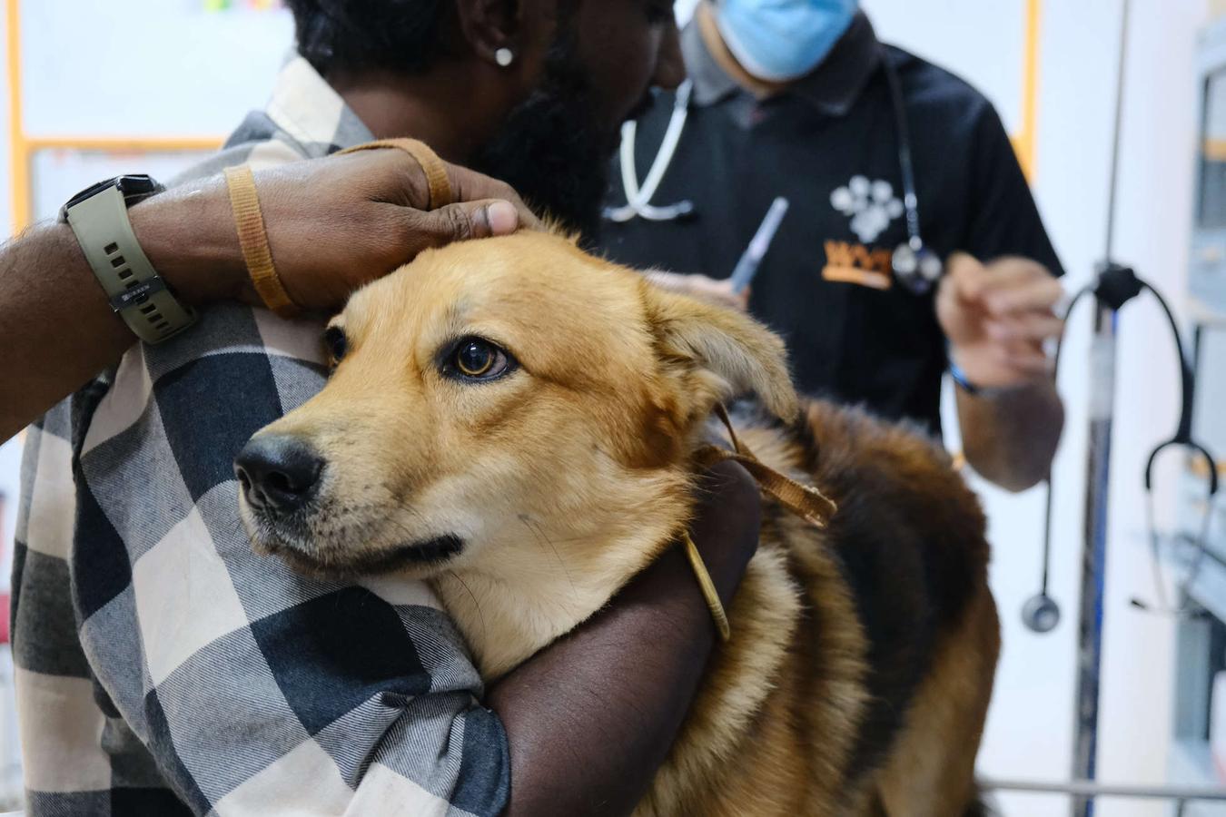 Figure 1 - 
    This dog is showing some signs of anxiety (e.g. whale eye and flattened ears) during a clinical examination.