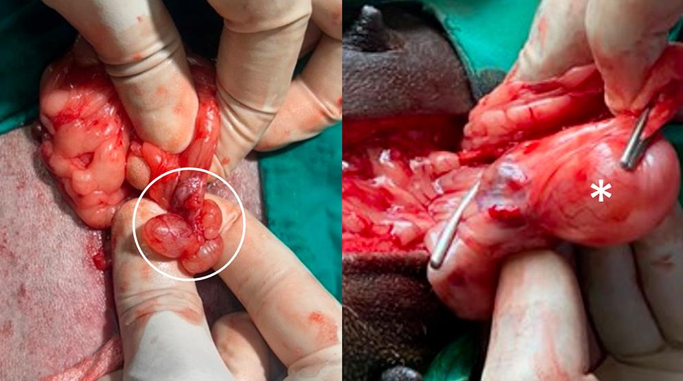 Figure 3 — Left, ovarian remnant of a right ovary with a corpus luteum and cystic follicles (circle). Right, entire right ovary (asterisk) remaining from a previous OHE operation.