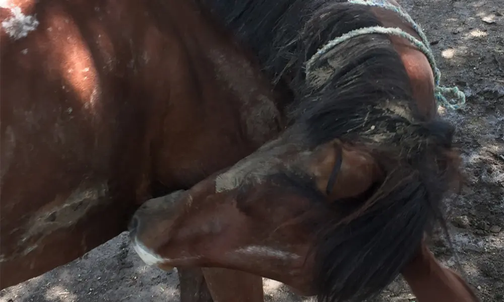 Horses can present with multiple skin lesions. Notice the alopecic, scaly and crusty lower leg, as well as a harness sore on its withers. This horse had been rolling and biting its flank as affected by a pruritic infection, aggravating the lesion on its withers in the process.