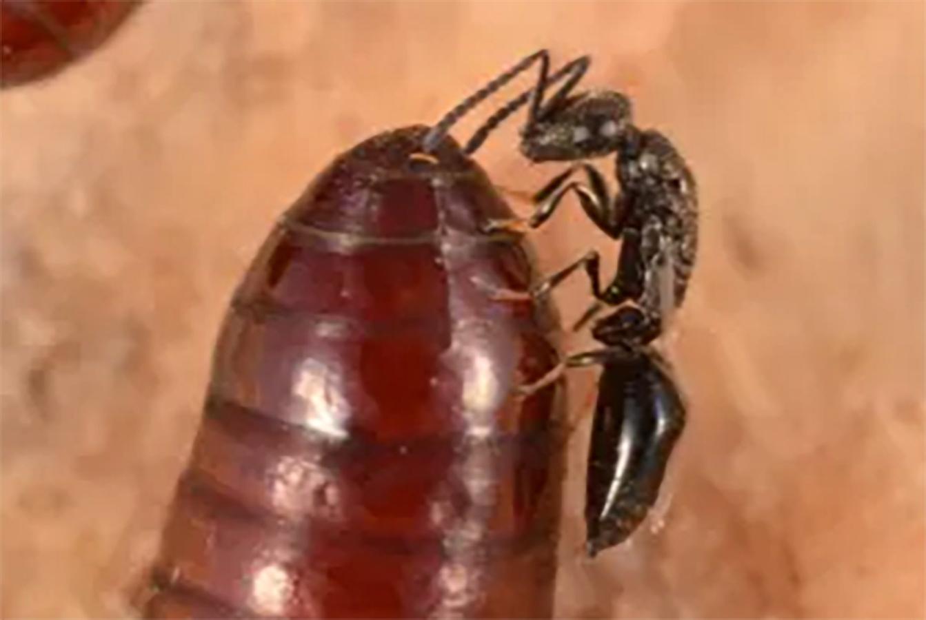 Figure 2 Tiny parasitic wasp that predates fly larvae used a biological control