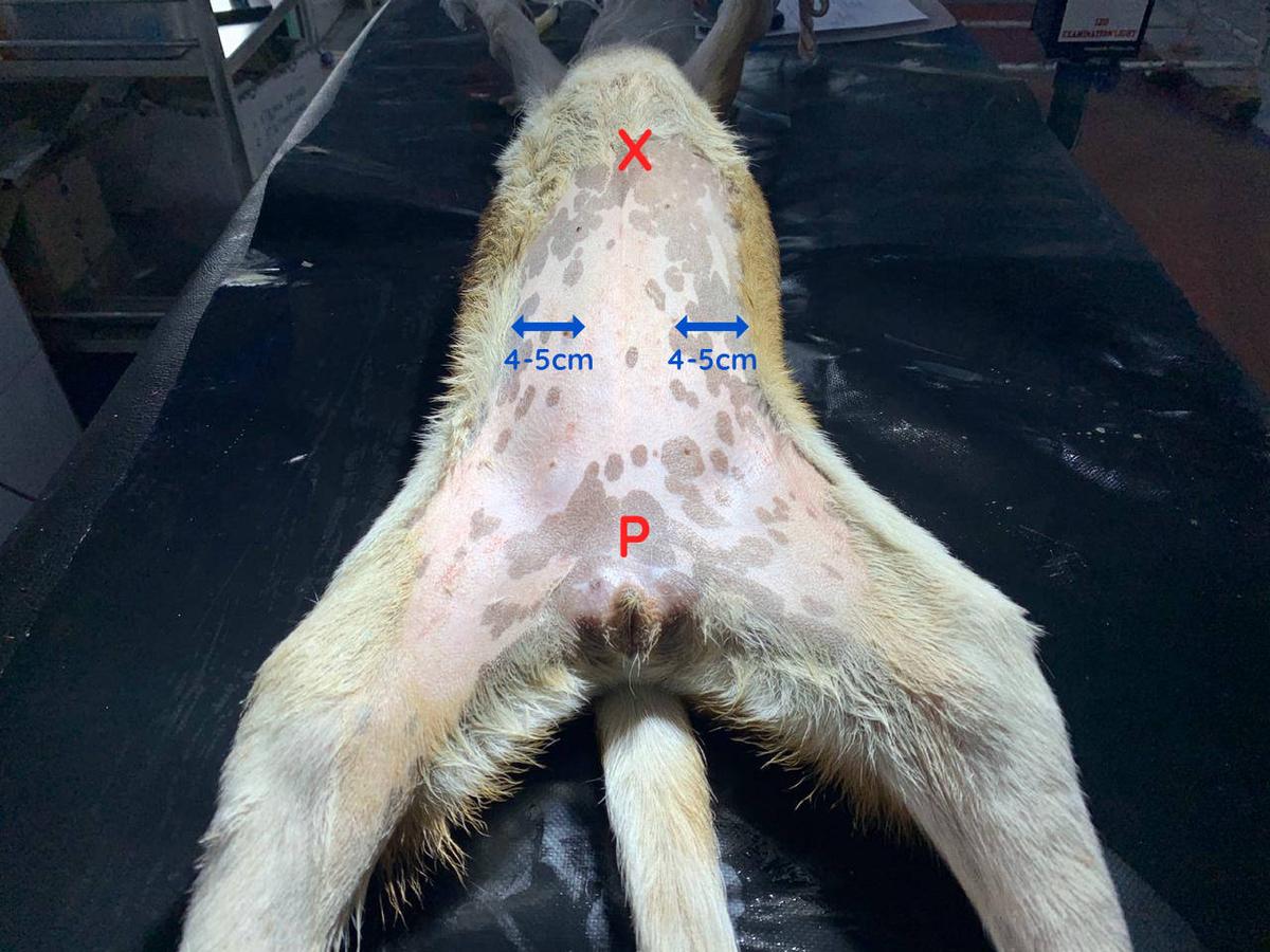 Figure 3 - Surgical margins for a bitch spay. X = xiphoid cartilage, P = brim of pubis. Lateral margins extend 4-5cm from the teats.