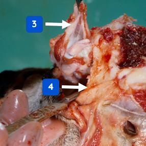Figure 2 — Removing an eye (continued dissection)