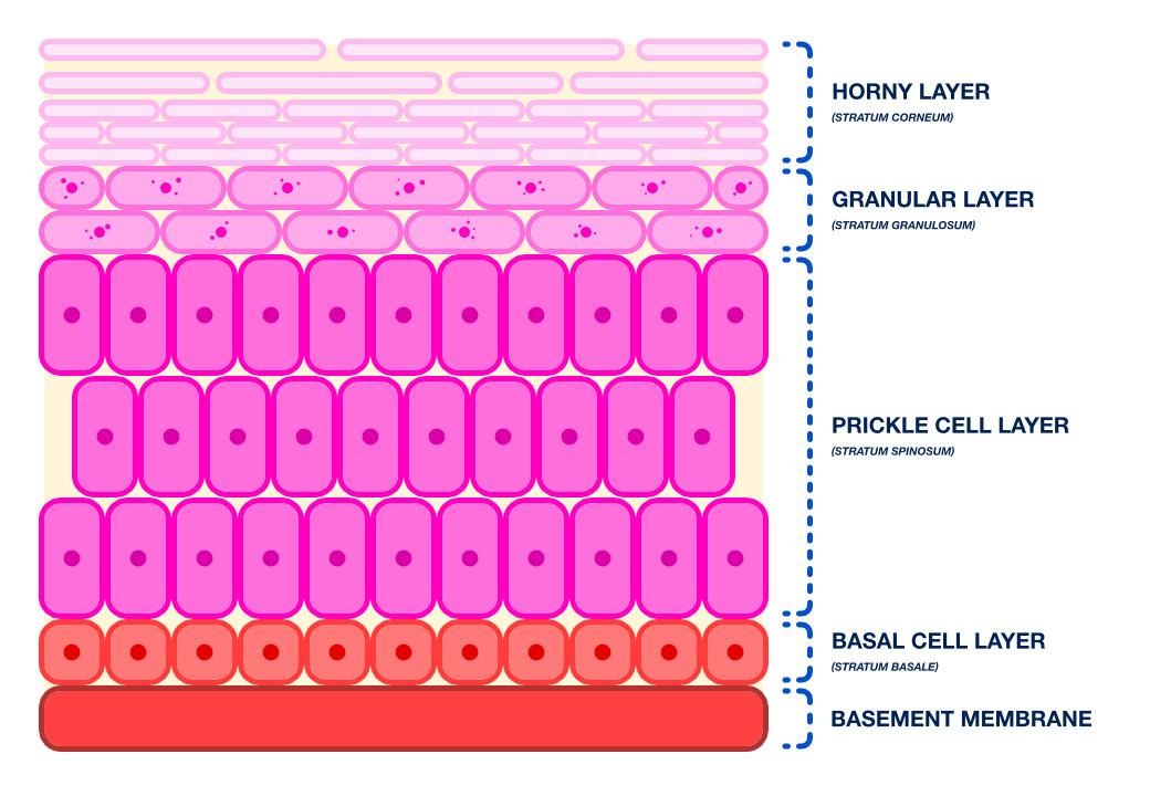 Figure 2 — Strata (layers) of the epidermis.