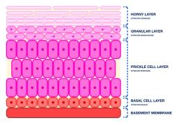 Layers of the Skin | Learn | WVS Academy