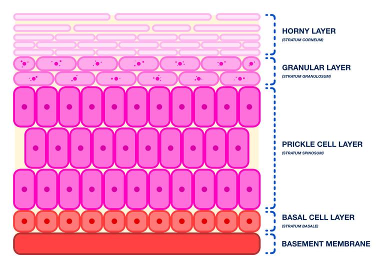 Layers of the Skin | Learn | WVS Academy