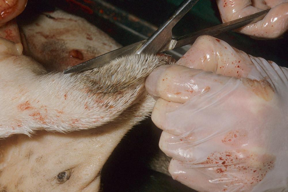 Figure 7 — Cutting through the penile sheath