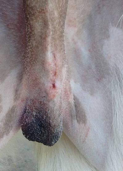 Figure 2 - Score 1. A pre-scrotal surgical wound that is healing well with only one, small area of reddening at one end . Patient ready for release.