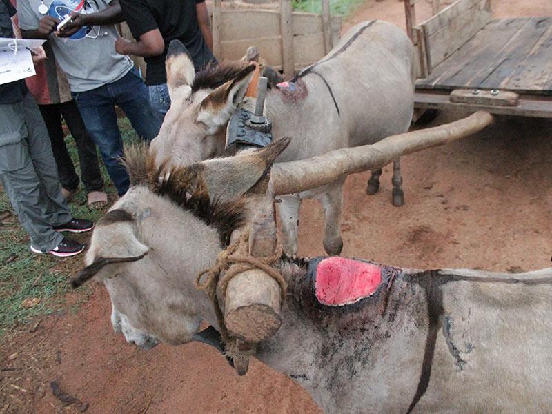 Figure 2. An example of a chronic wound caused by an using a yoke harness designed for cattle and not donkeys.